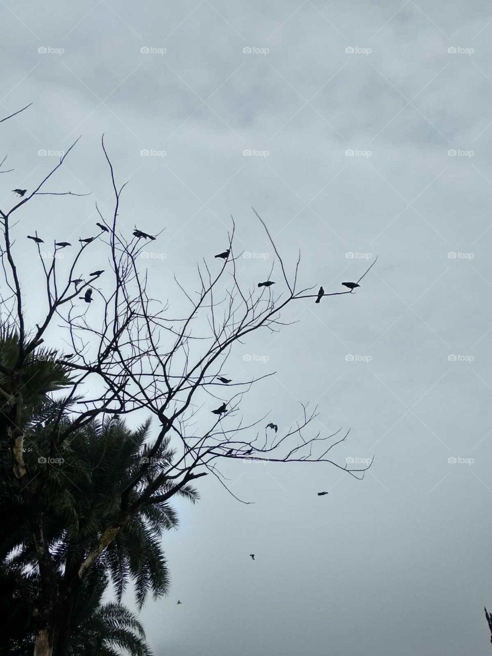beautiful tree and flock Bird