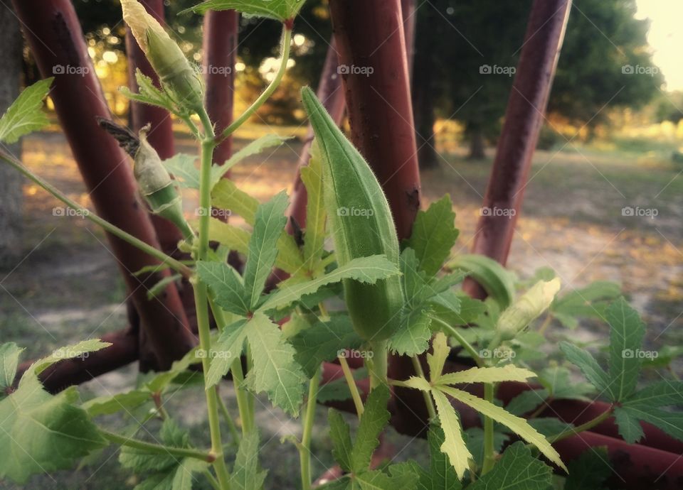 Okra vegetables growing in a garden with blooms outside at sunset