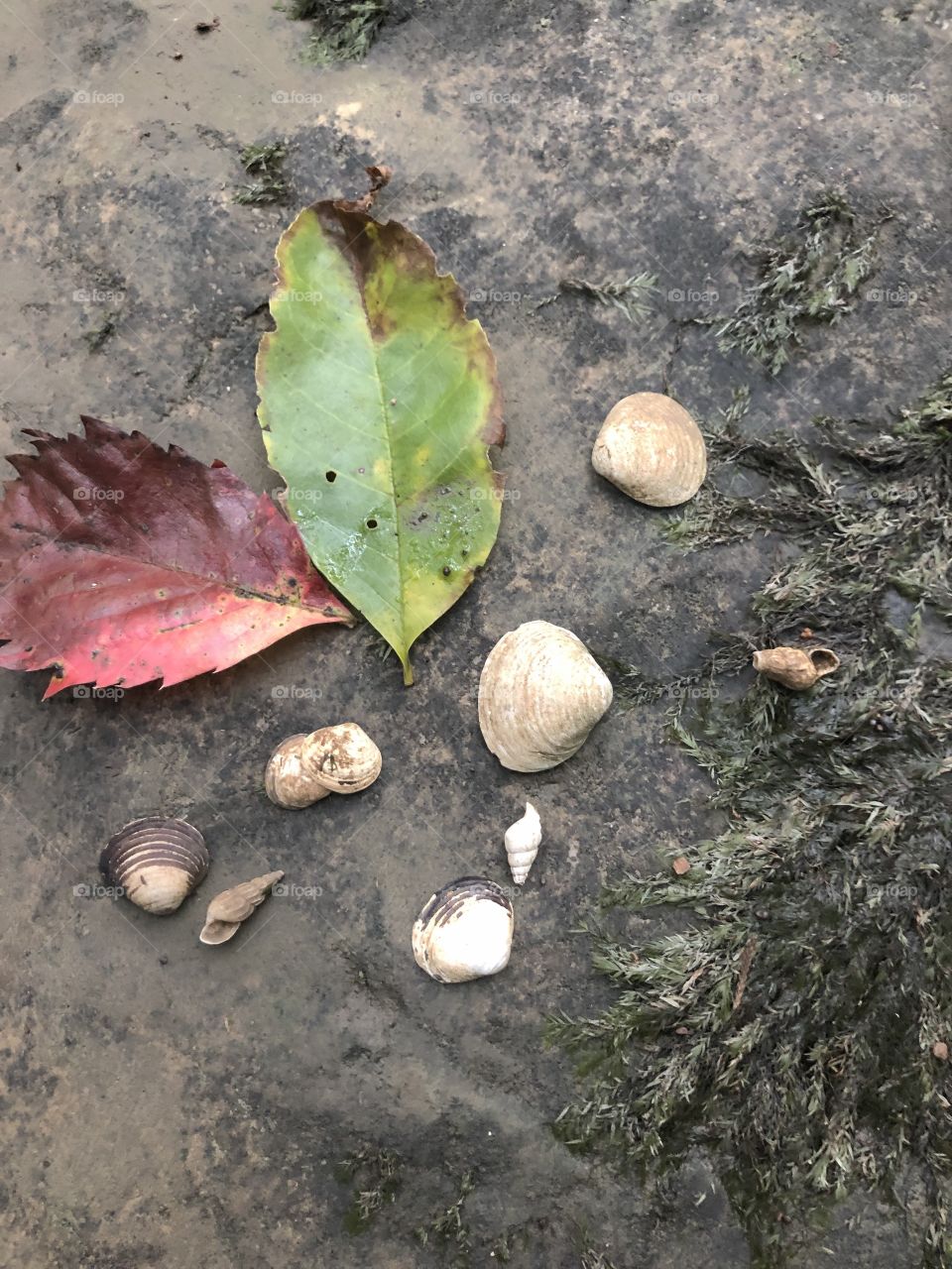Leaves and shells