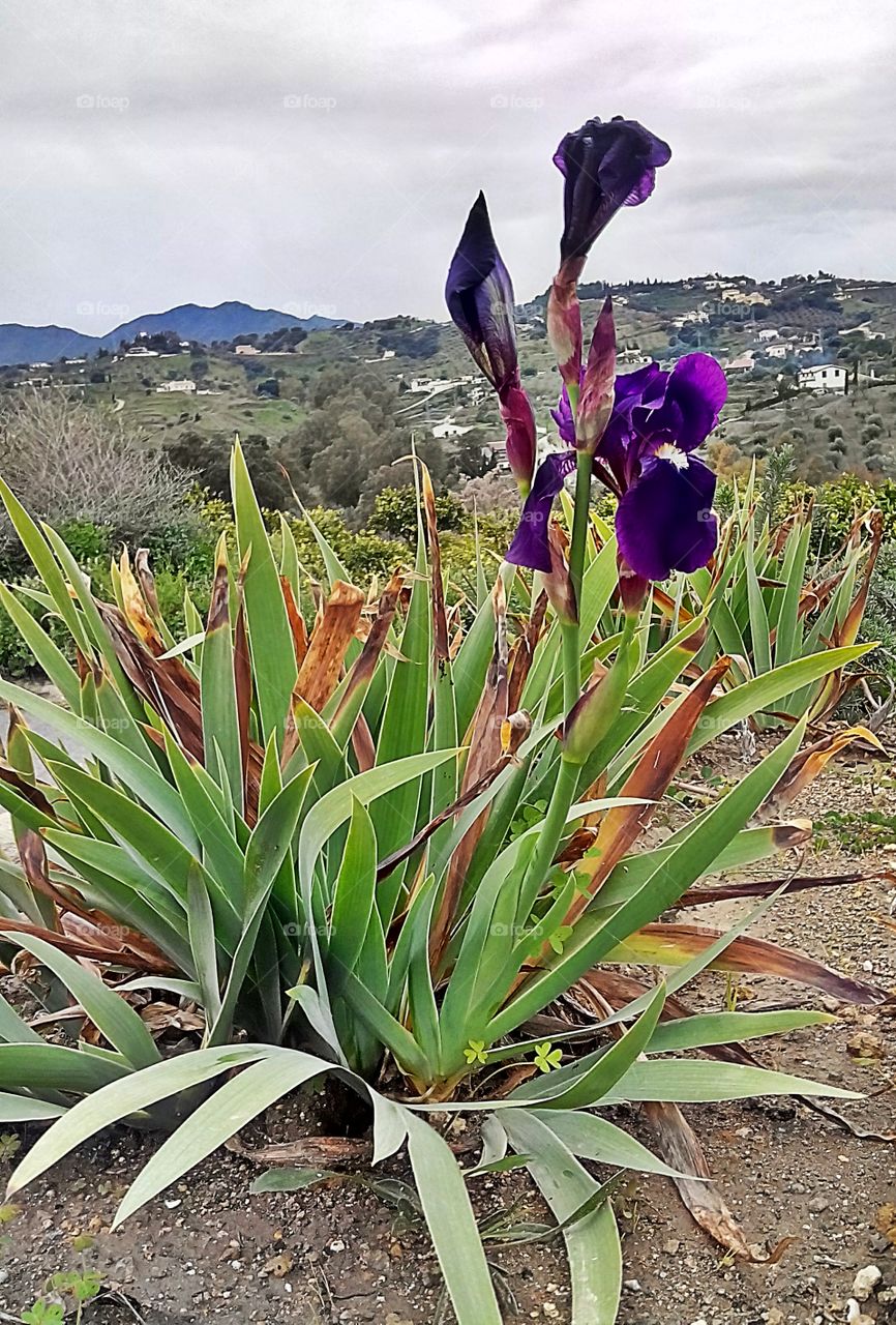 iris flower