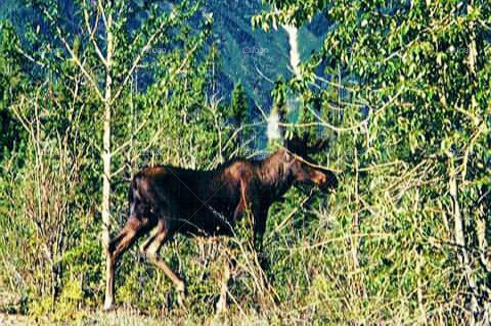 Moose in British Columbia