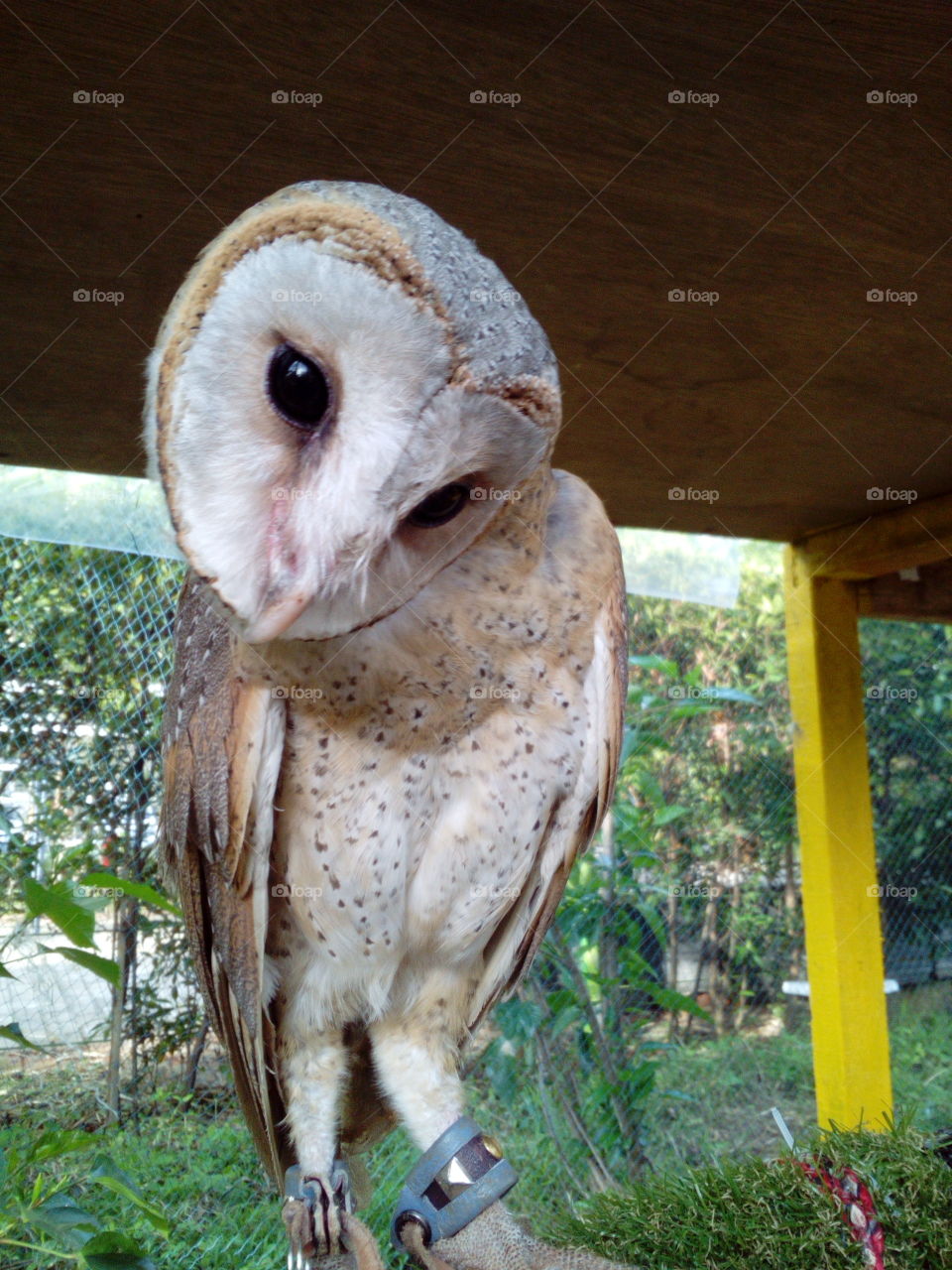 Owl Posing