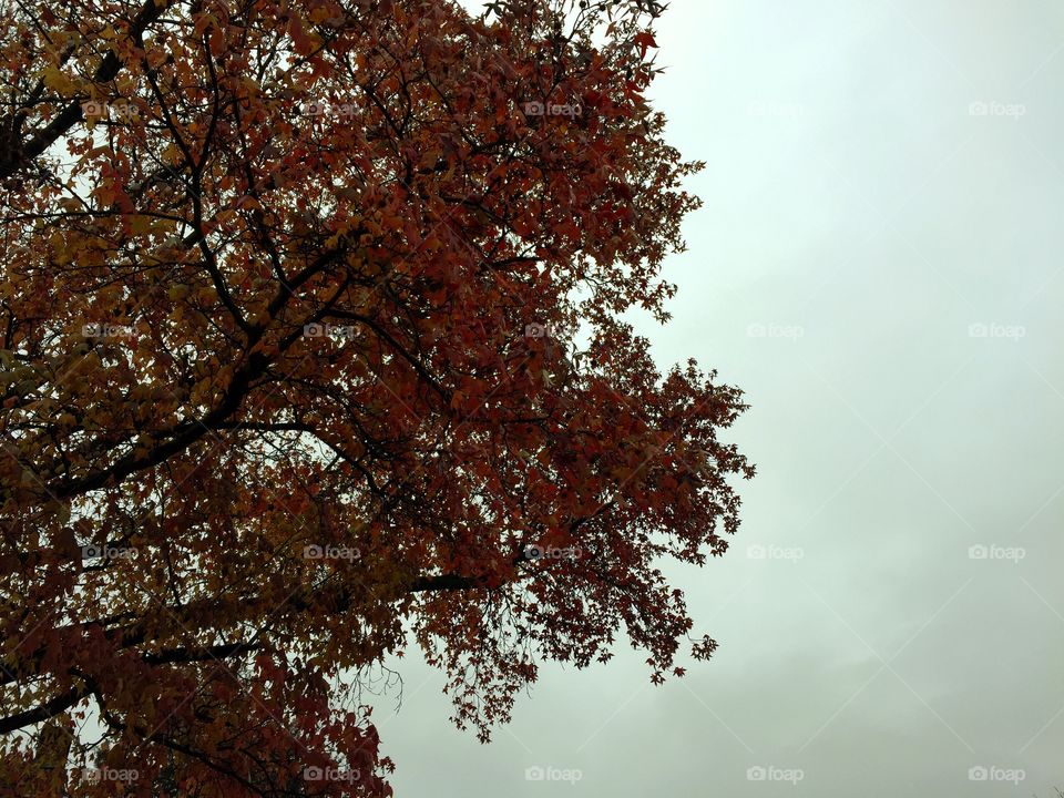 Red leaves and overcast sky