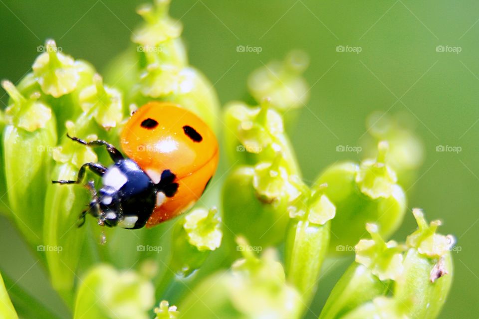 Beetle on plants