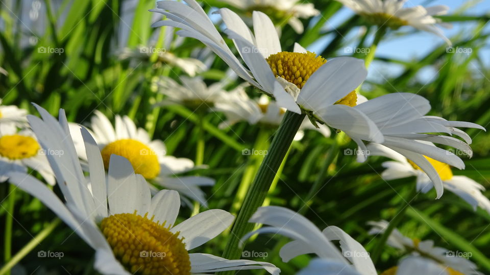 chamomiles-colors for fortune-telling