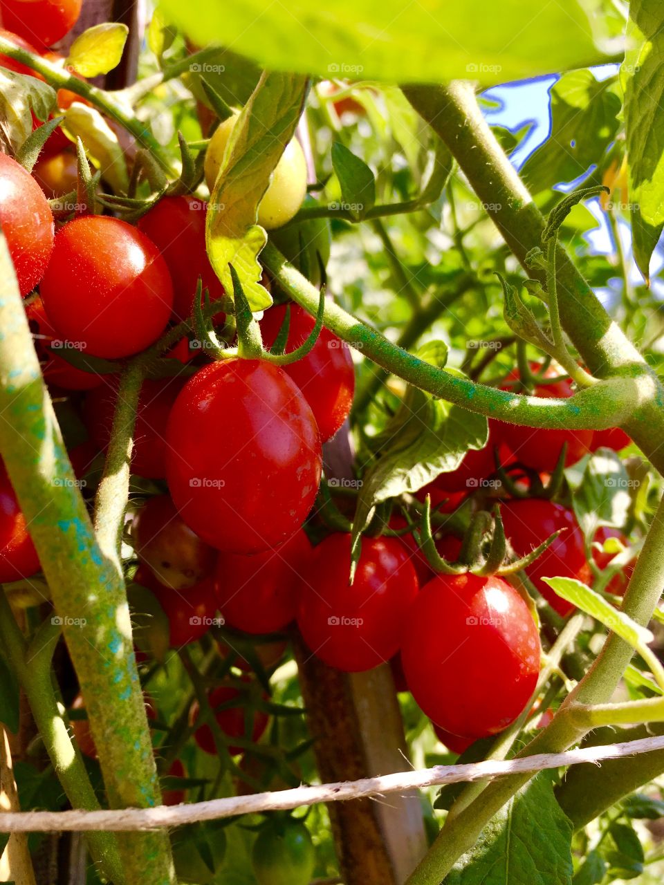 detail of tomato plant with bunch of red fruits, in the background other blur tomatoes