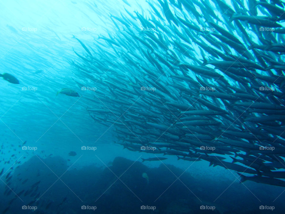 fish underwater dive by tdebby