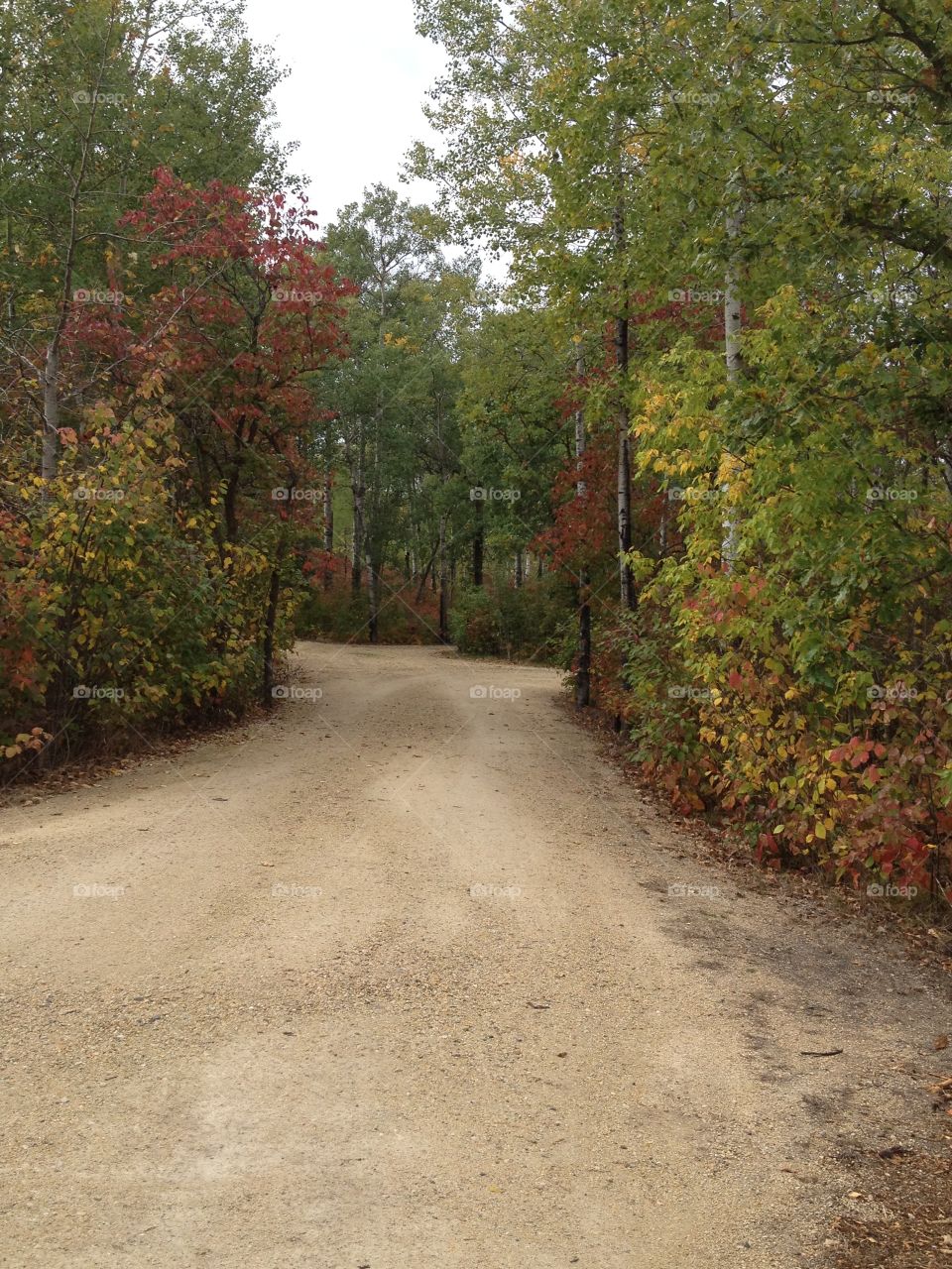 Fall driveway