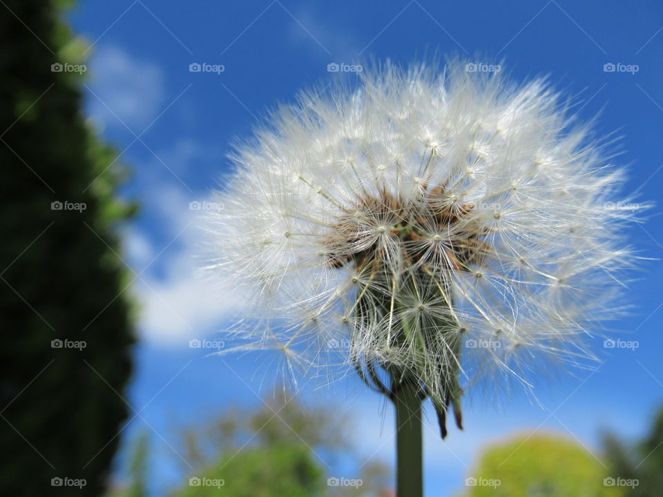 Dandelion Seed head