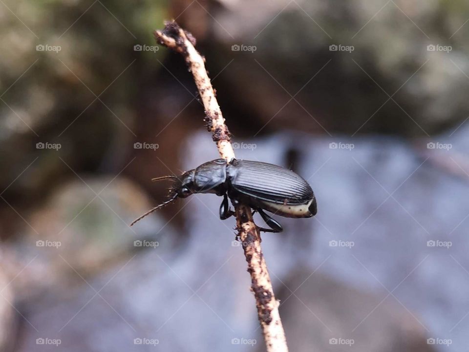 Little black bug. Everything that exists in nature awakens in us admiration.  Only when we observe this tiny animal world do we see so many small insects that we are fascinated by this nature of ours.