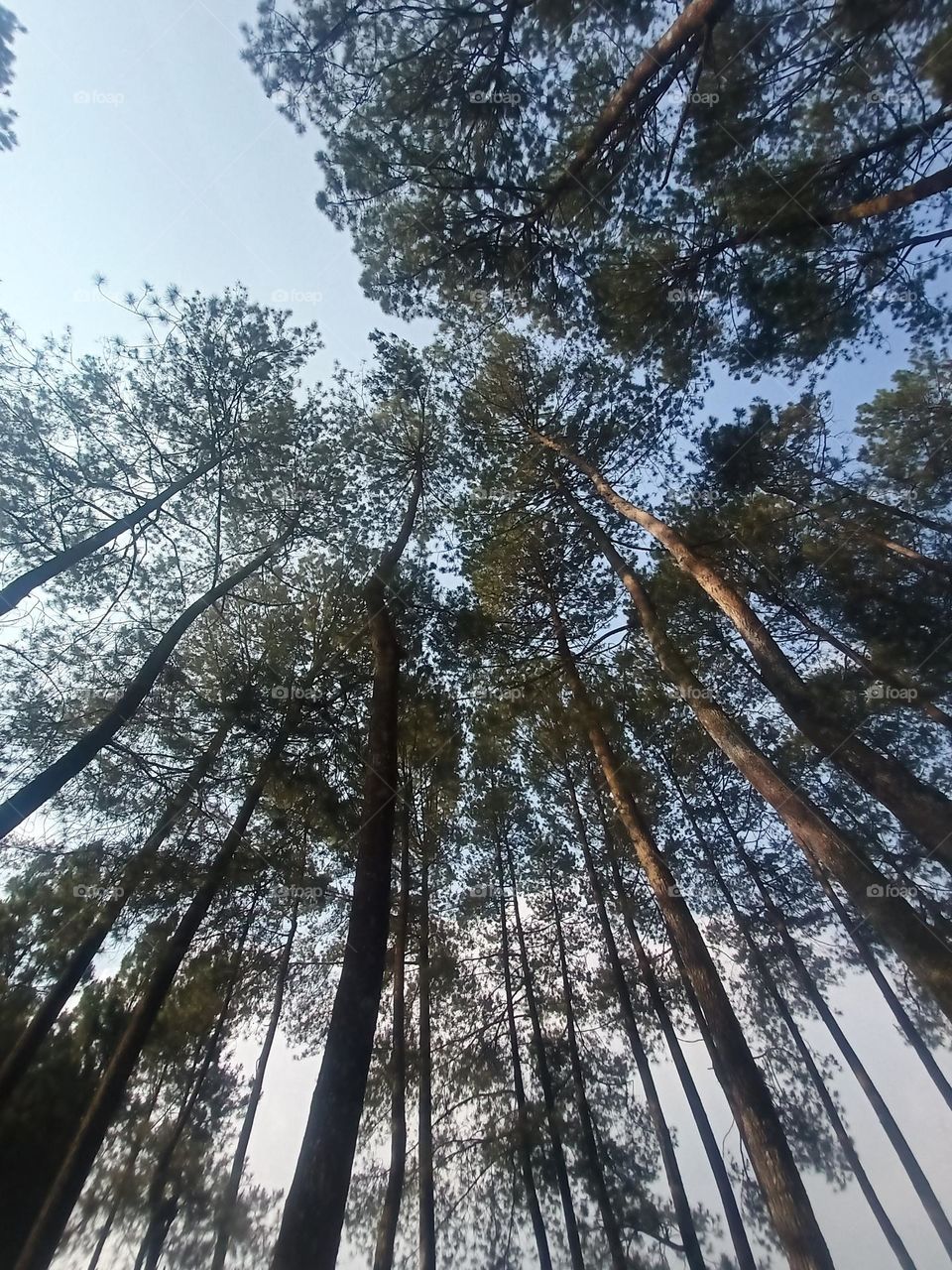 the tree stands tall on the cold mountain🏞