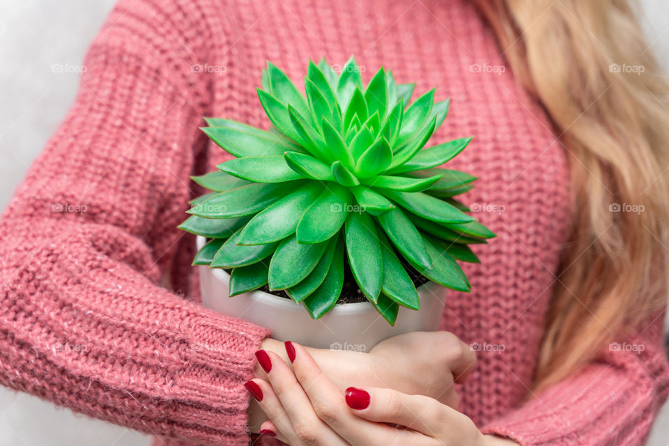 a pot with a green plant of the succulent family in female hands
