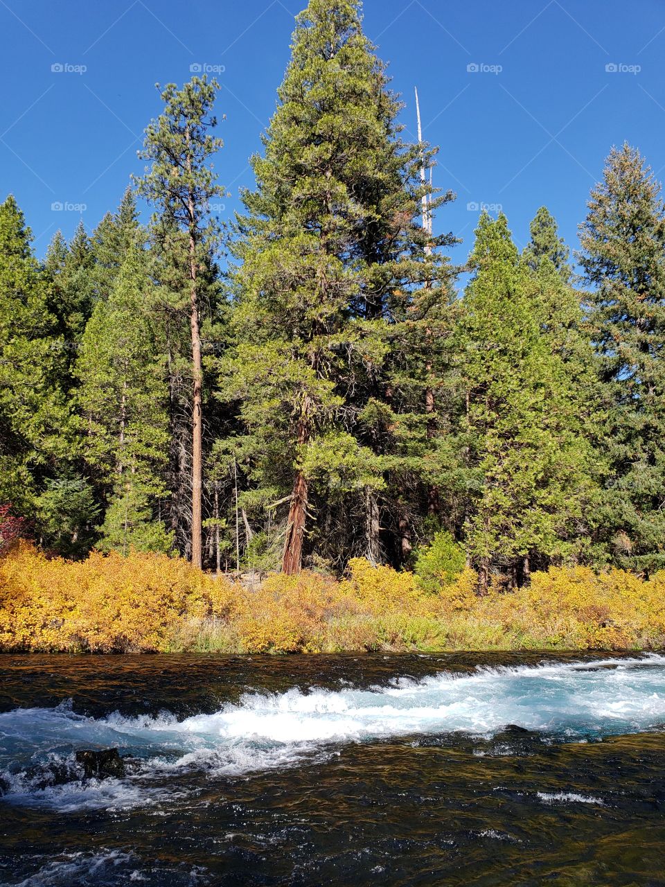 Stunning fall colors on the riverbanks of the turquoise waters of the Metolius River at Wizard Falls in Central Oregon on a sunny autumn morning. 