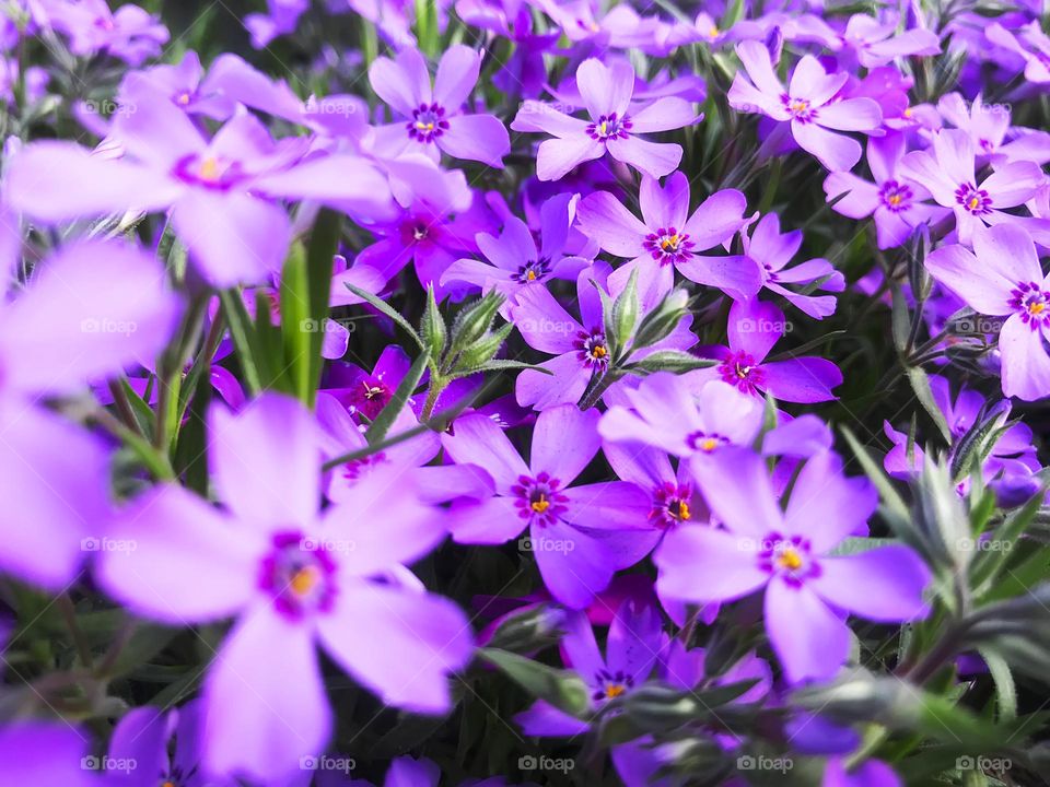 Purple flowers 