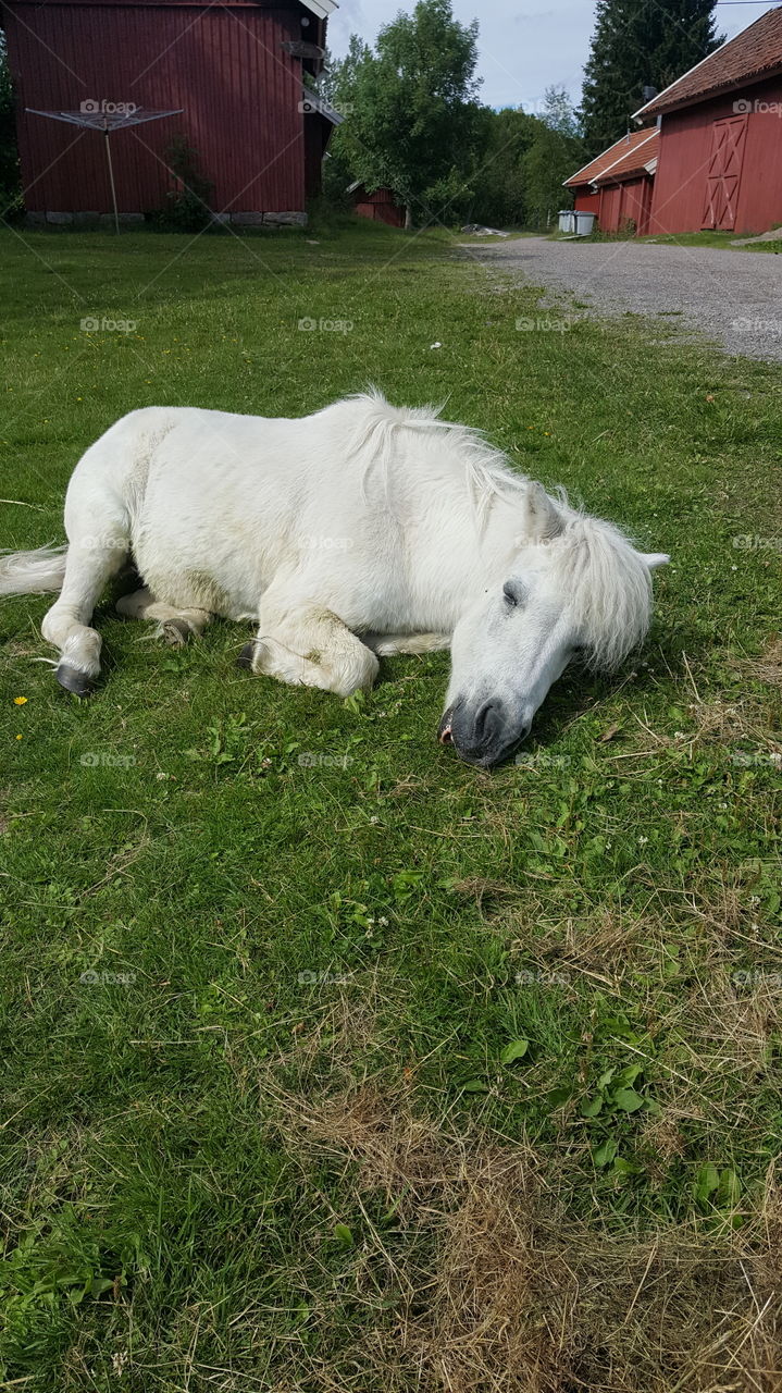 White horse relaxing 