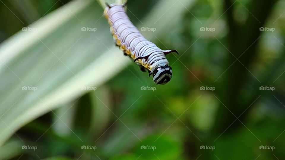 plant eating worm trying to find a way