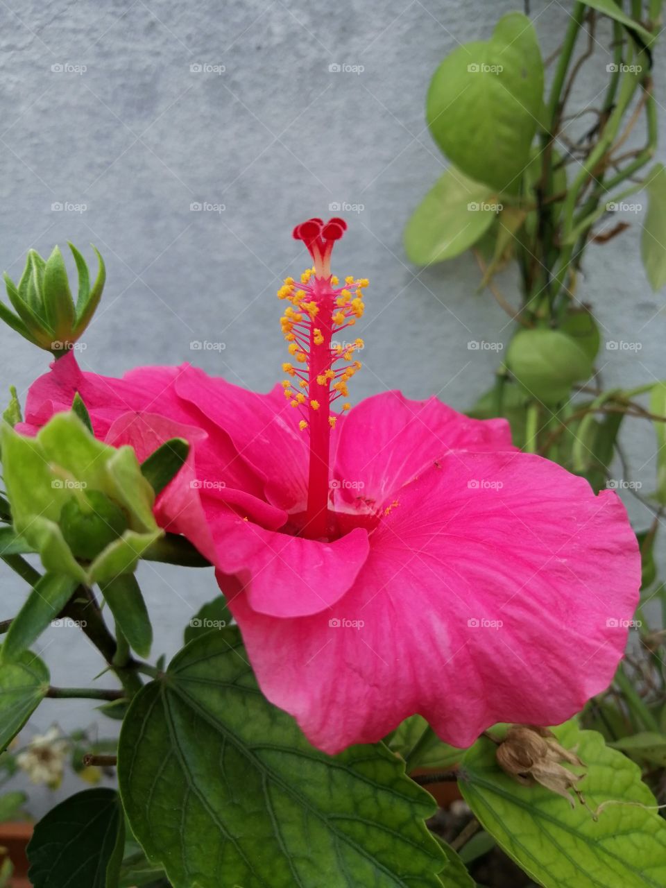 Plants around us. Beautiful pink colour China rose plant at my home.