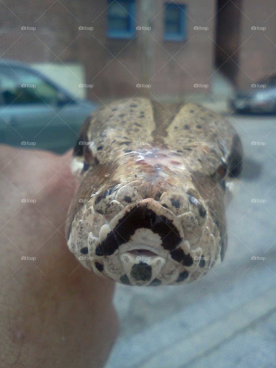 Snake with mustache