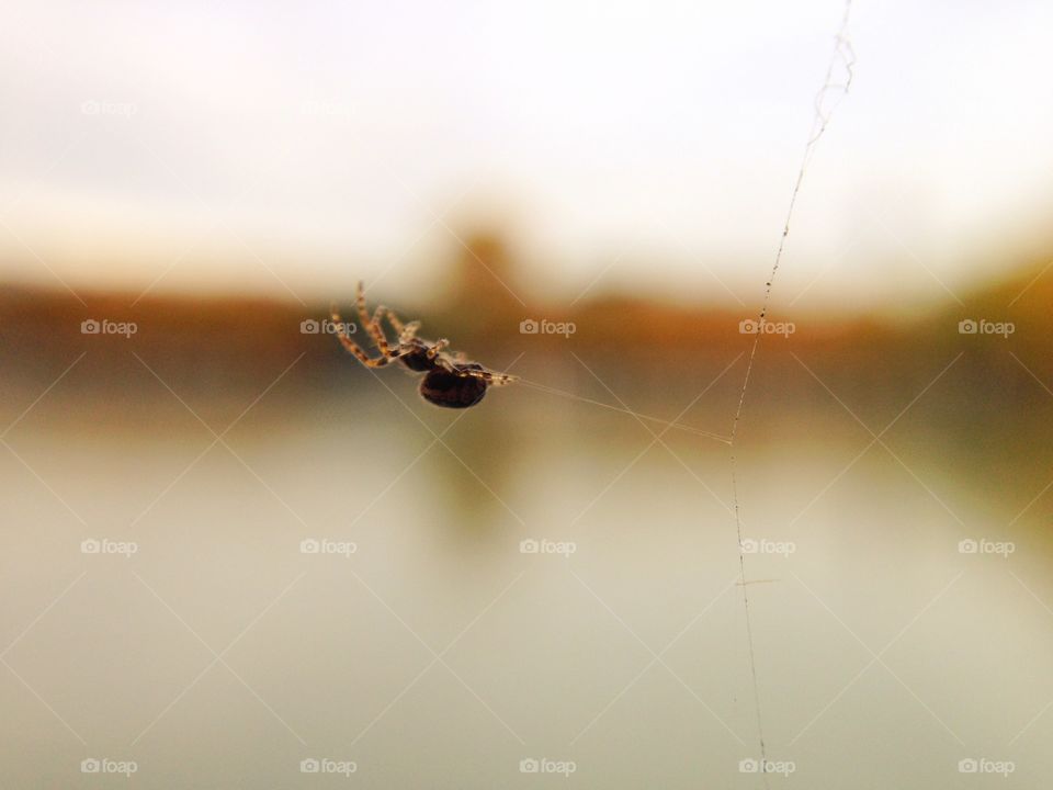 Spider spinning a web

