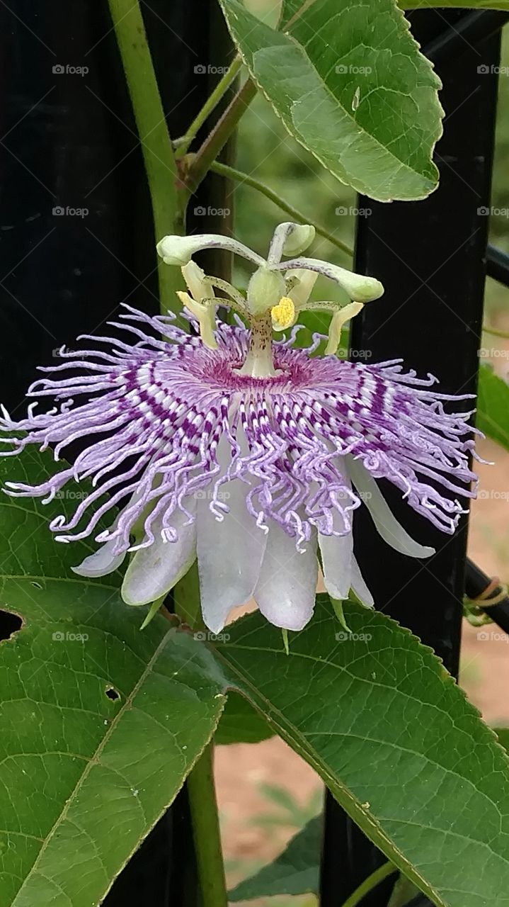 purple passion flower