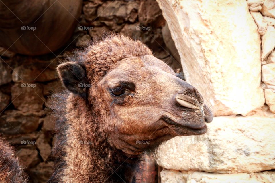 A young Camel in Djerba, Tunisia