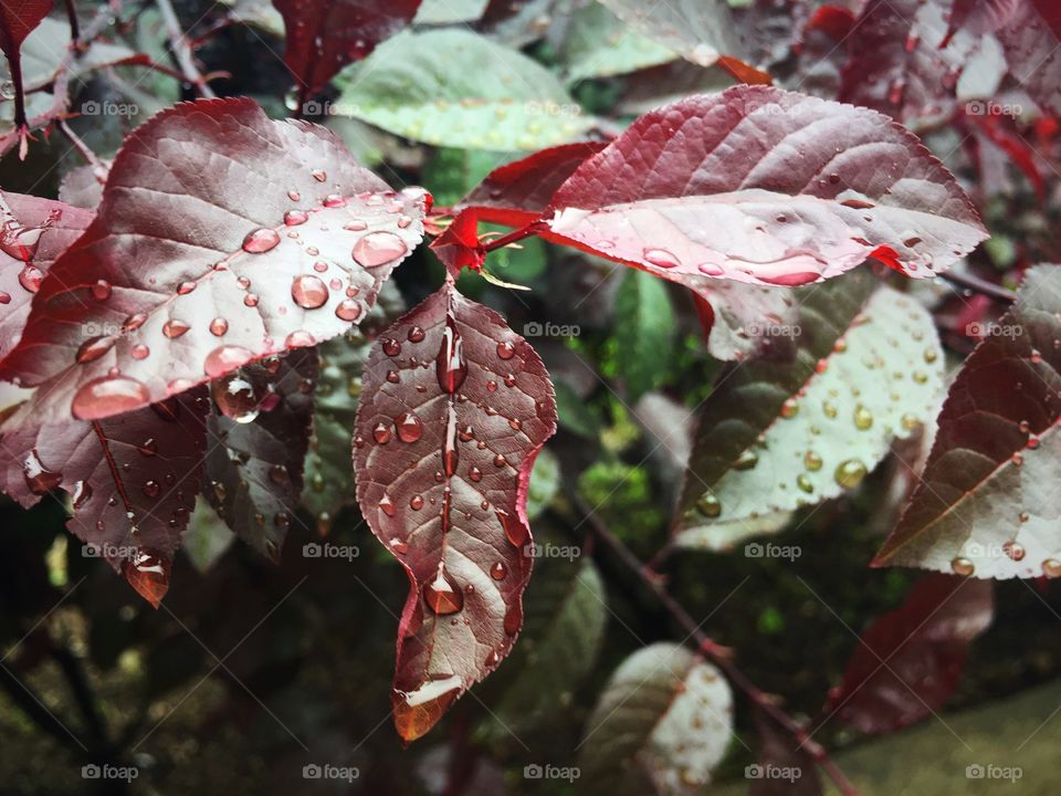 Droplets on leaves