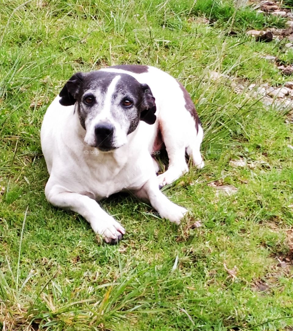Perro o can, animal doméstico llamado ​ chucho, ​ tuso, ​ choco, ​ entre otros; es un mamífero carnívoro de la familia de los cánidos.