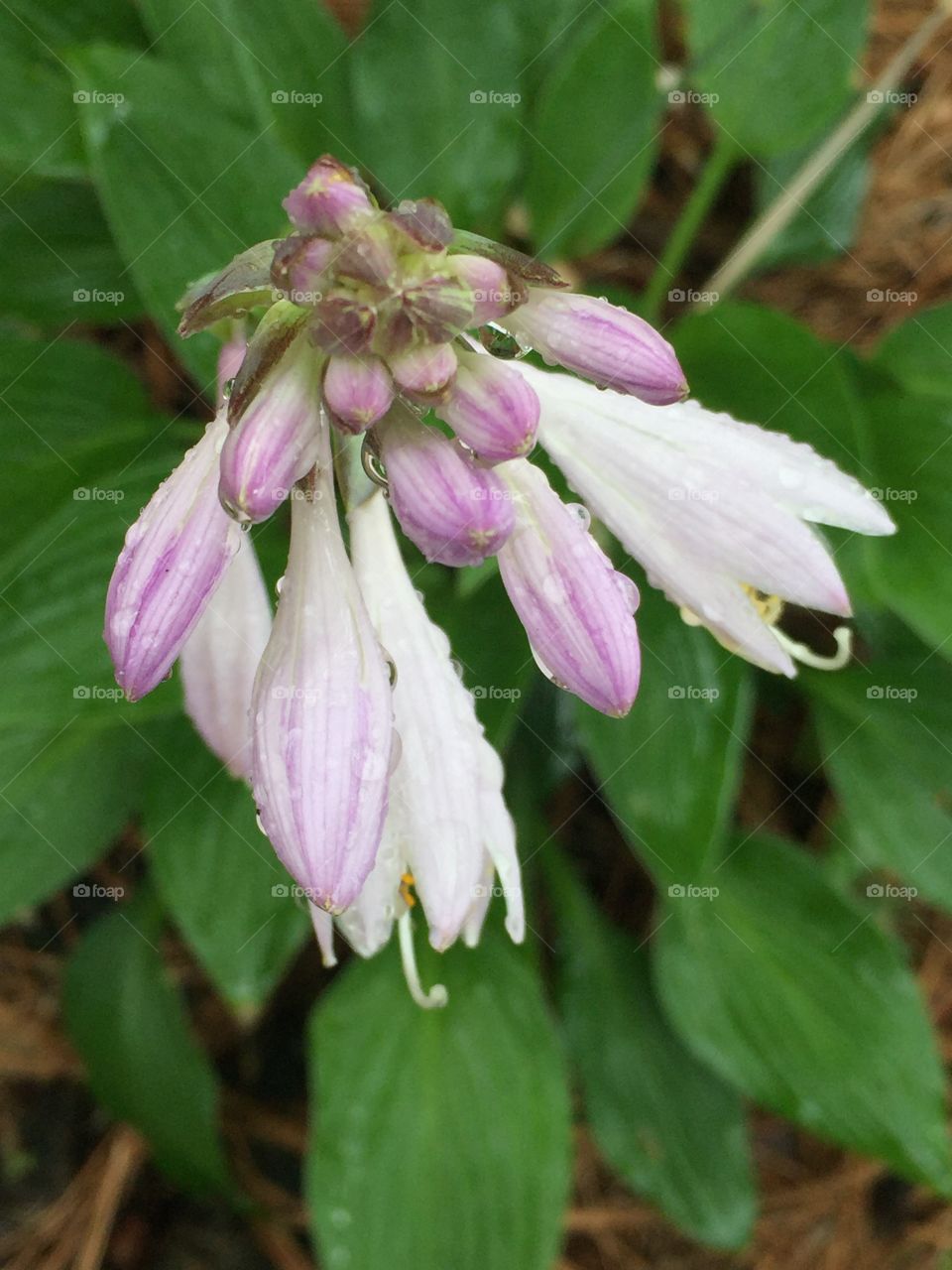 Hosta flower