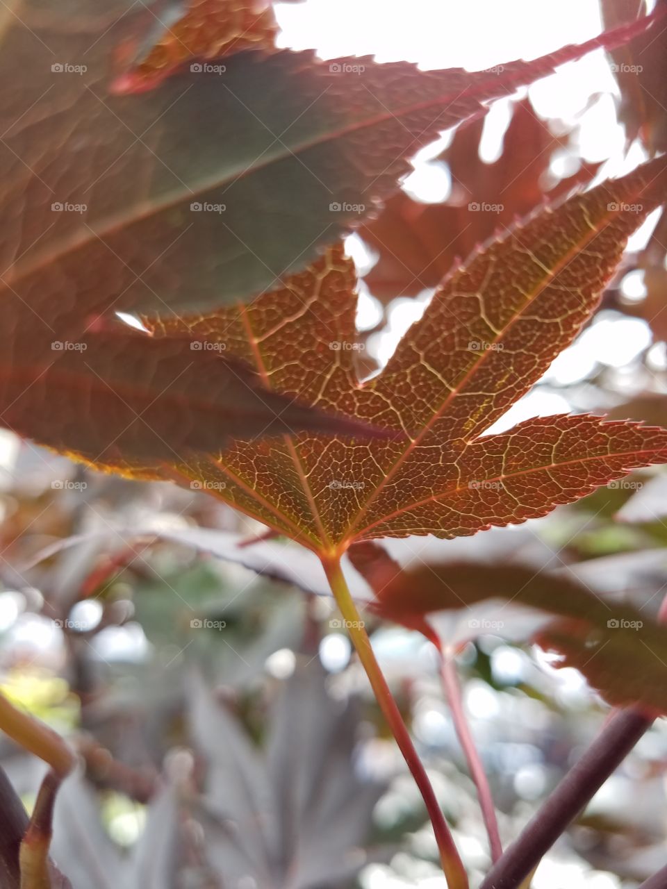 Maple leaf against sun close up.