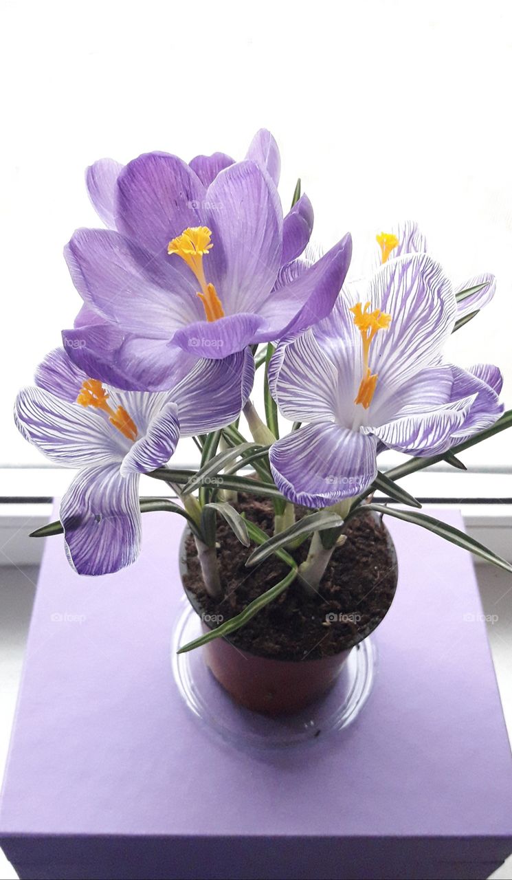 Beautiful purple flowers in pot