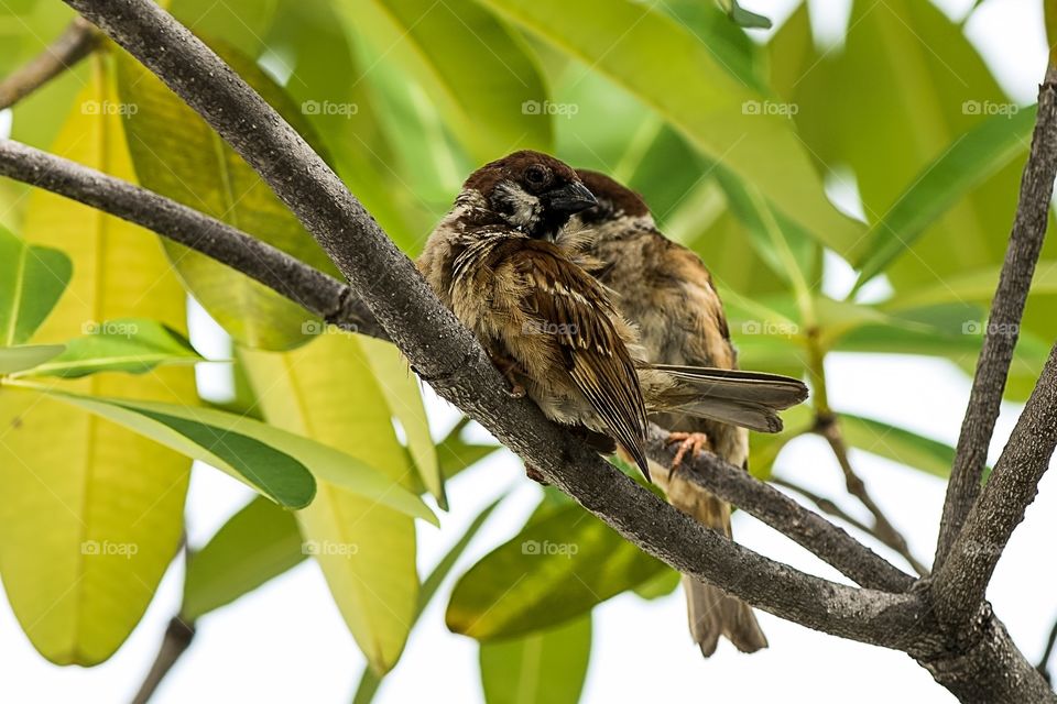 Eurasian tree Sparrow 