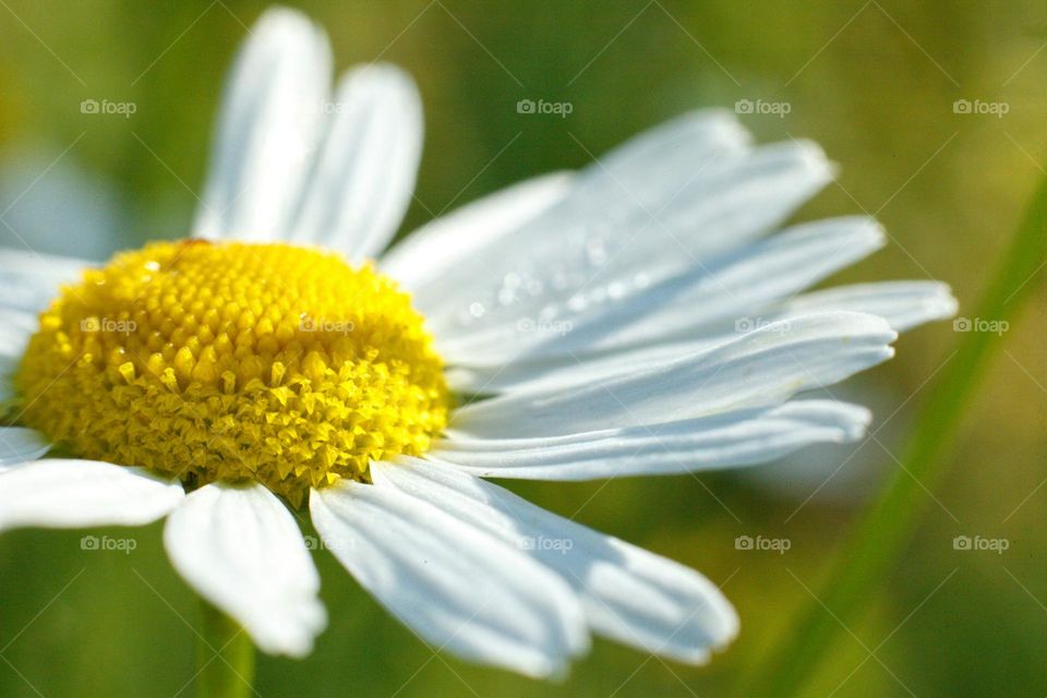 macro photo of a chamomile with long white petals under the rays of the sun