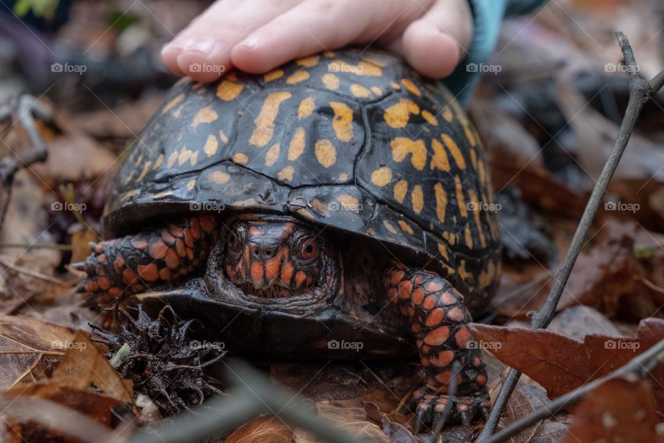 Children finding treasures in the forest, such as this eastern box turtle, in Ayden North Carolina. 