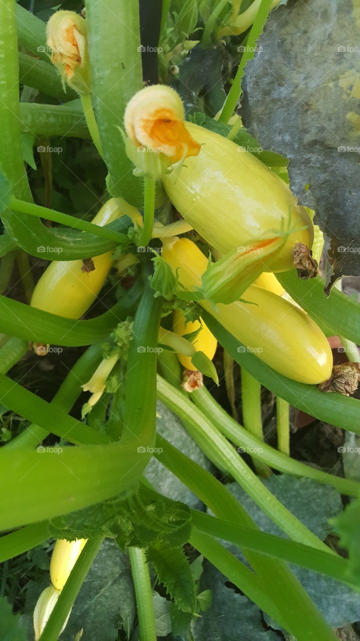 Growing  Yellow Squash