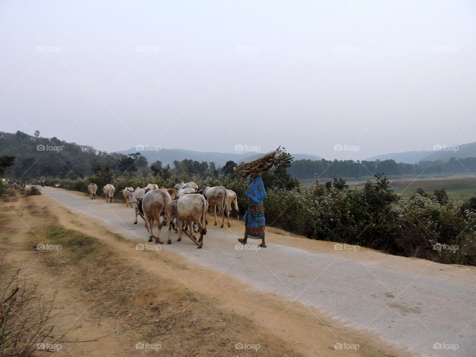 Rural India