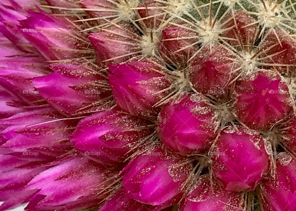 Cactus flowering 