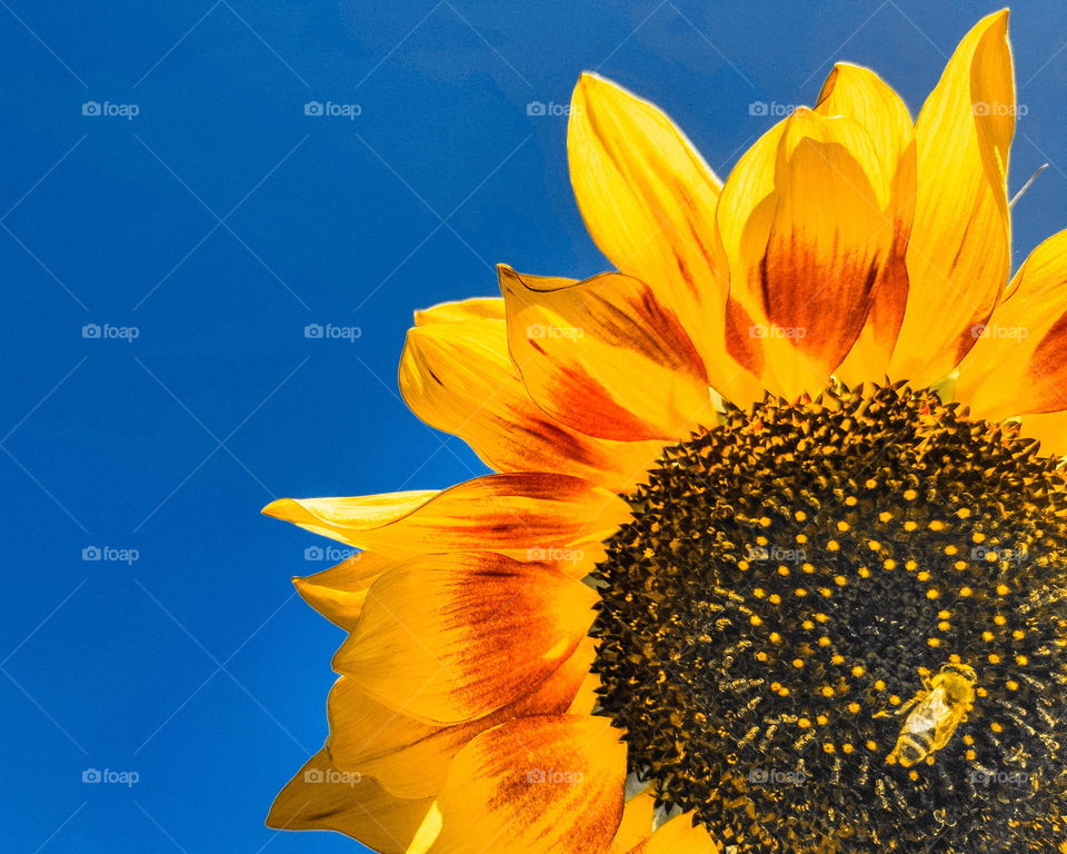 Sunflower against the sky