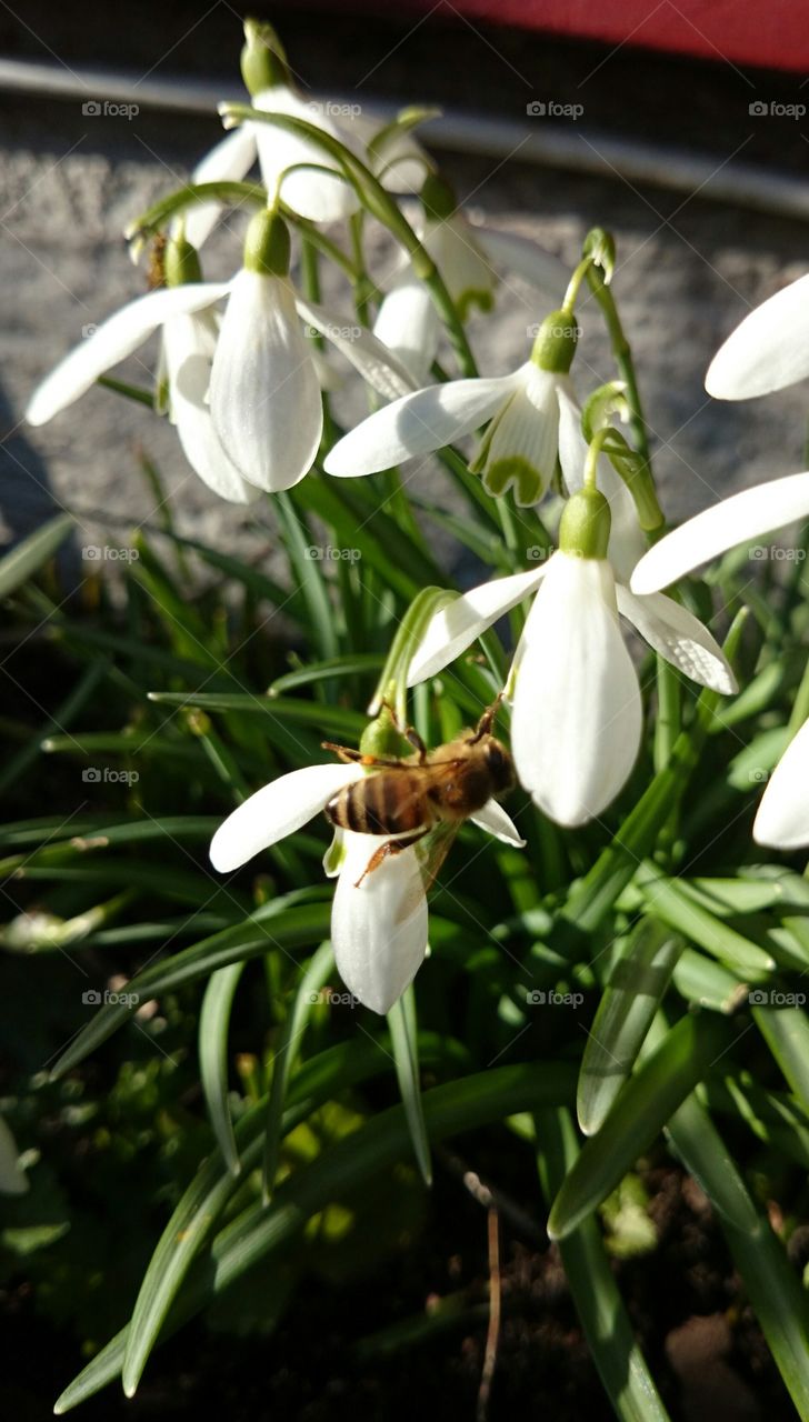 Bee in a snowdrop 