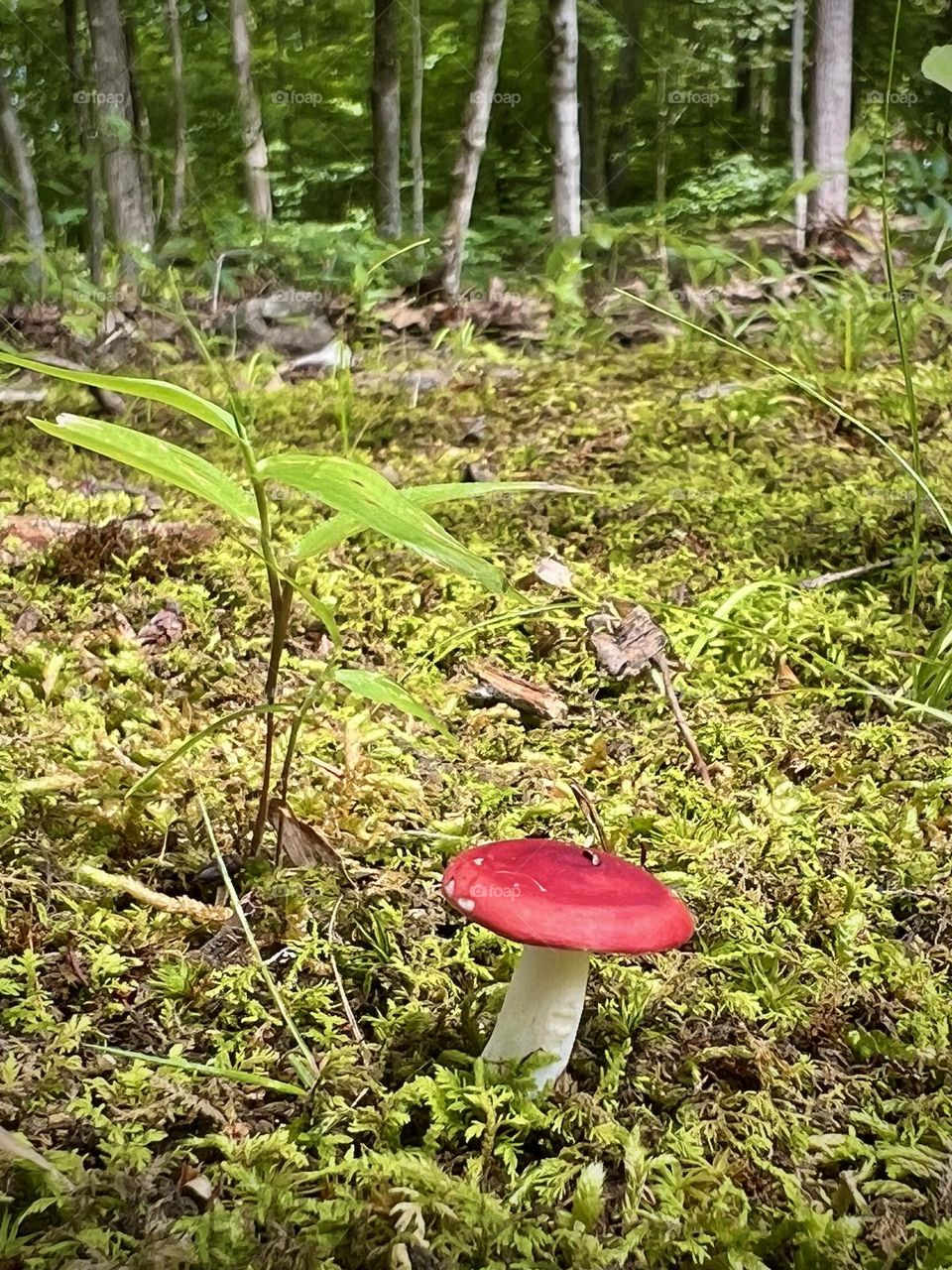 An adorably cute little red and white mushroom on a moss path through the woods in Kentucky, USA