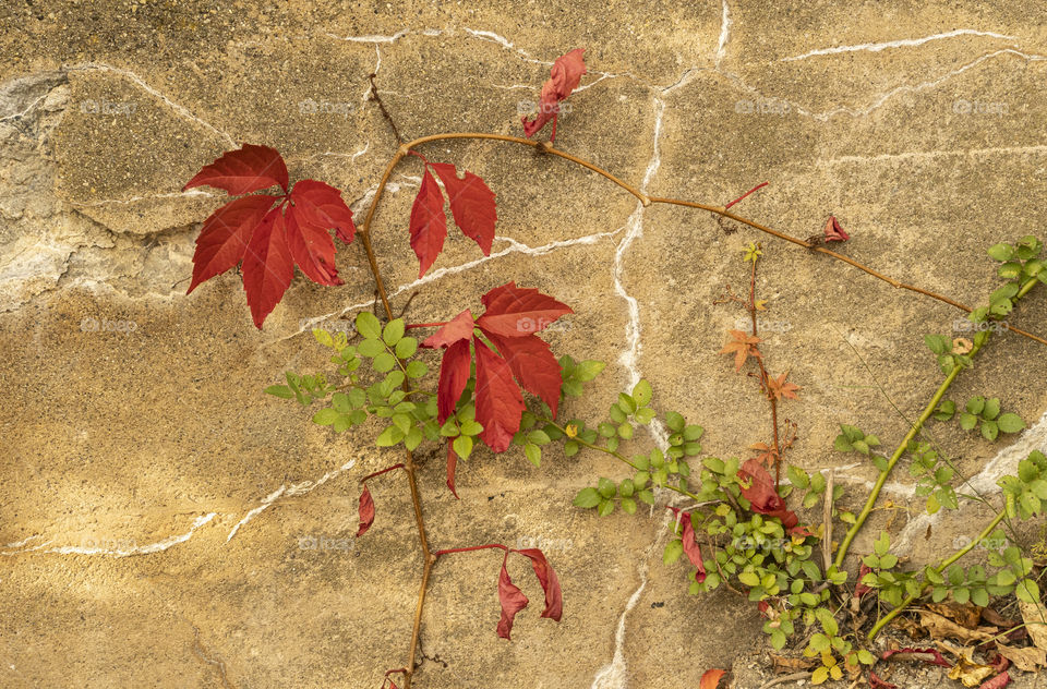 Moods of Autumn - vining fall leaves on old rock wall