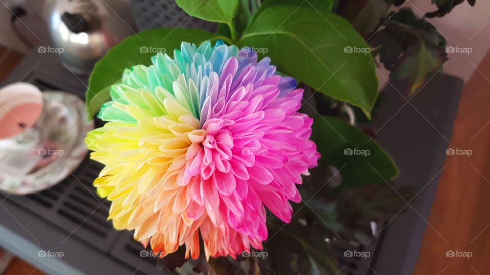 colourful flower