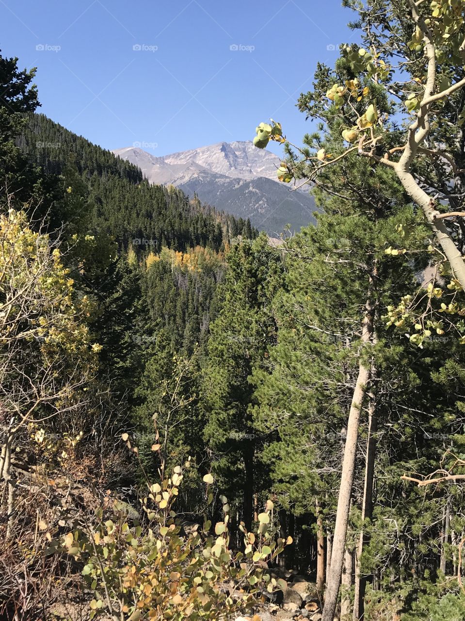 Rocky Mountain National Park - Aspen and pine trees with mountains in background 