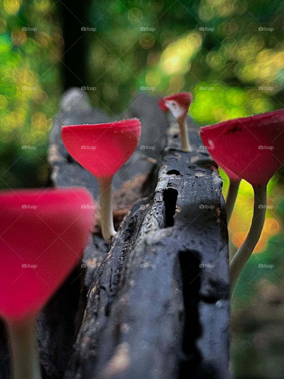 Macro view of a wild red mushrooms on an old bark in the forest 