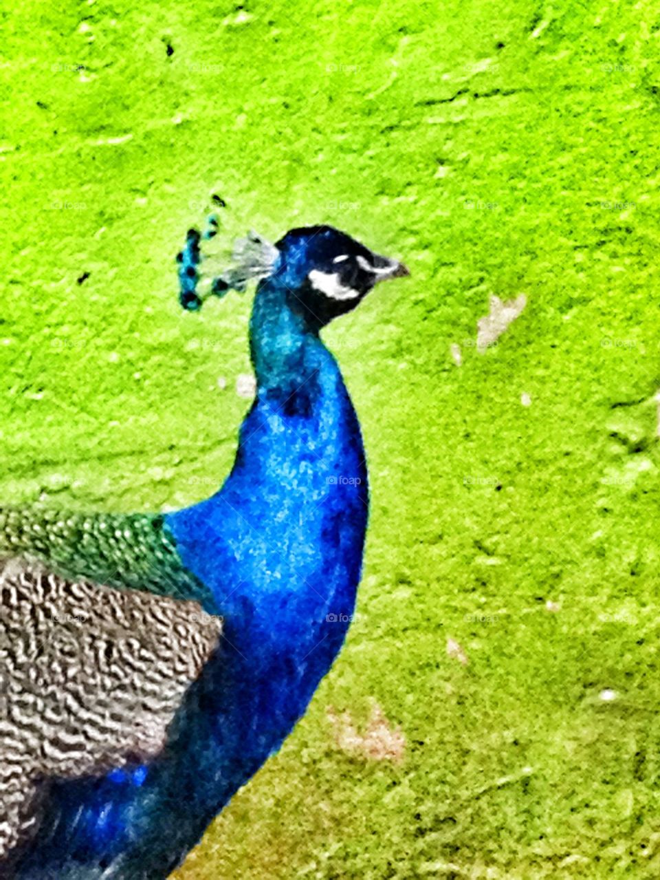 Poised Peacock