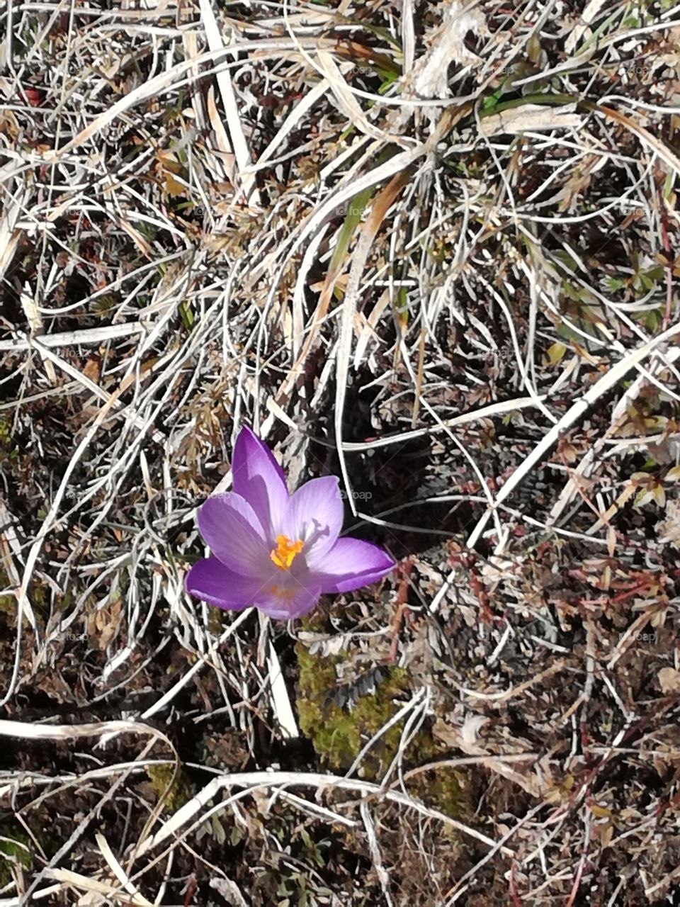 The crocus, ready to grow after the snow