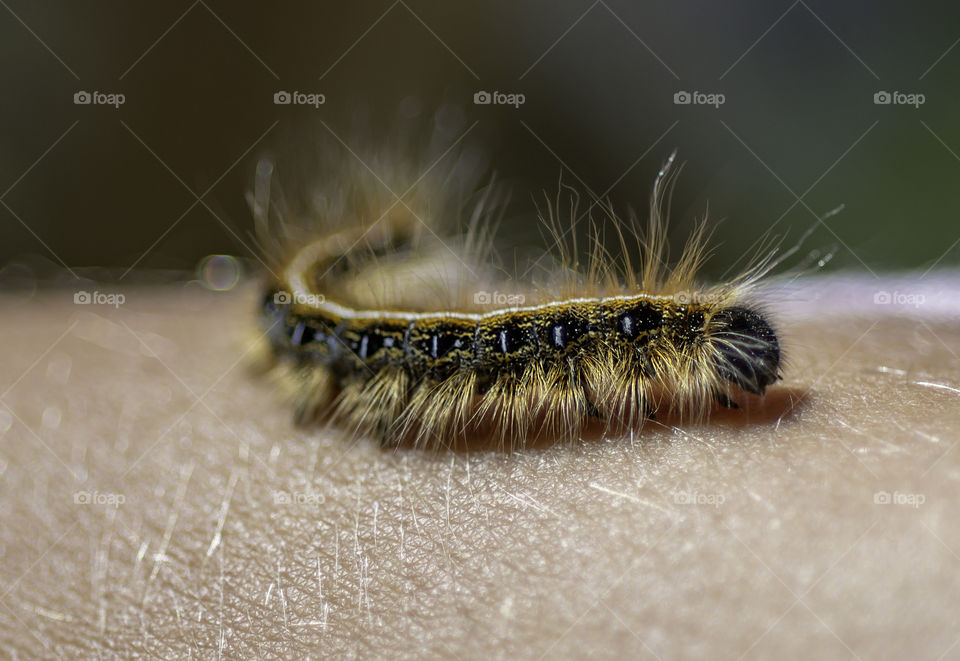 Caterpillar crawling on arm