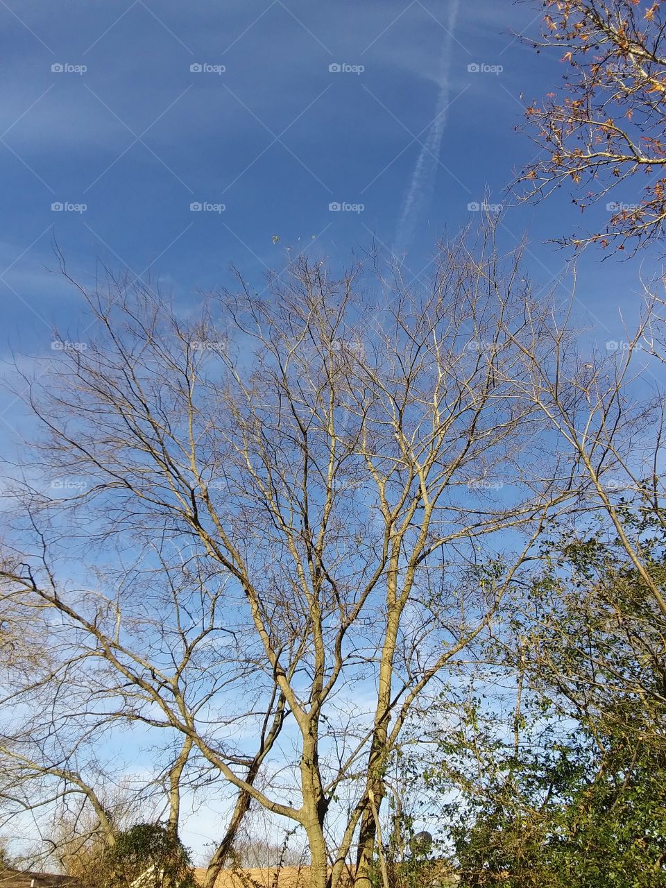 trees and blue sky