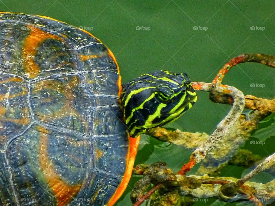 The colorful turtle