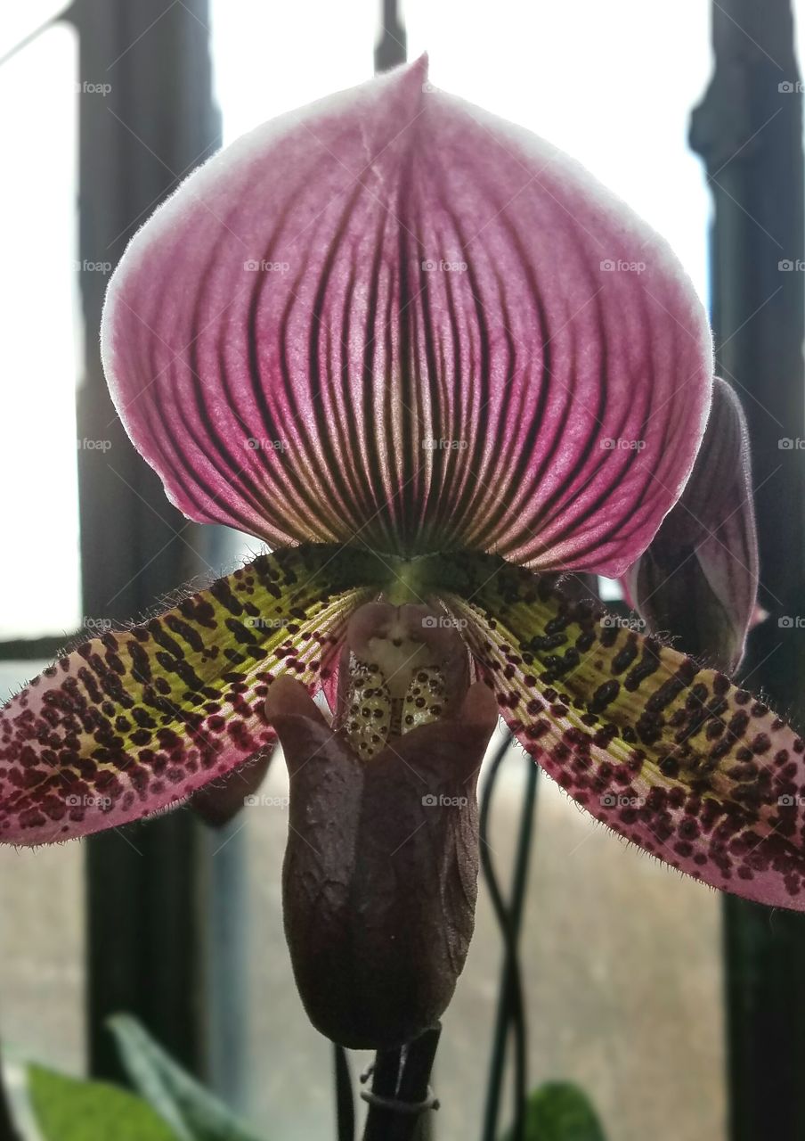 sinister orchid