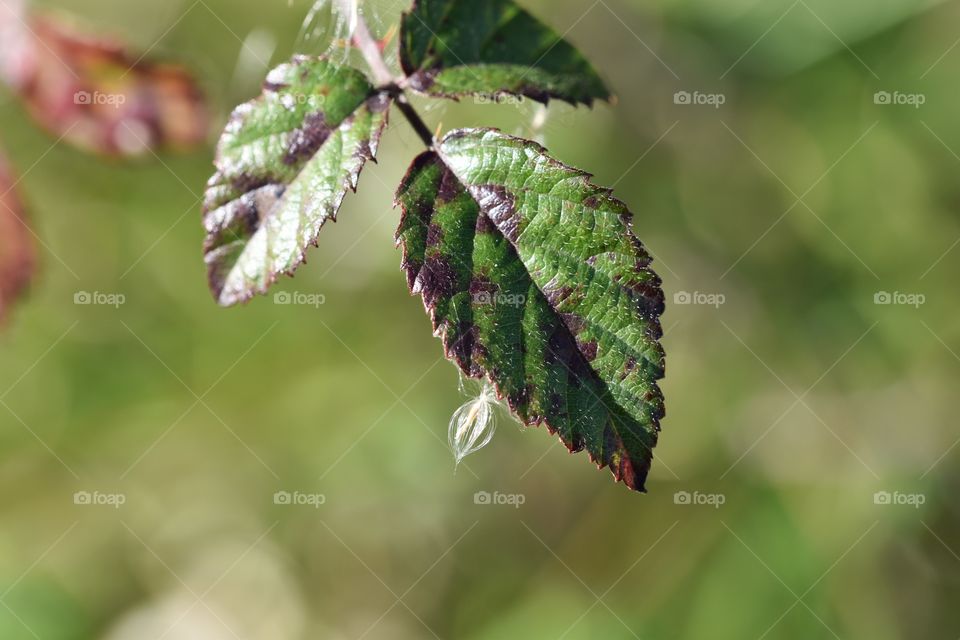 View of the green leaf